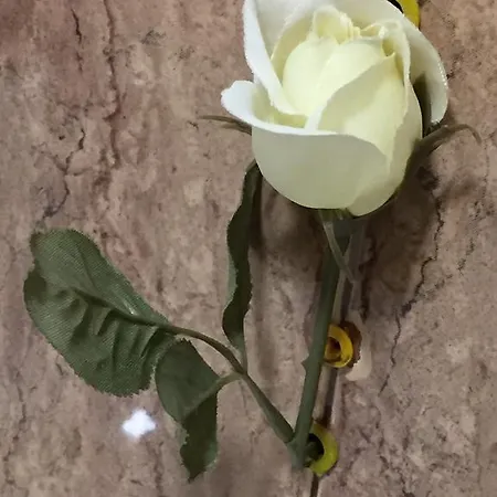 Amn Center * 贝尔格莱德