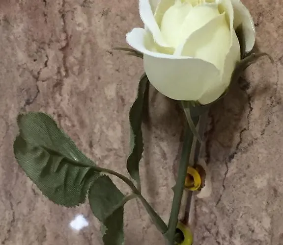 Amn Center * Beograd